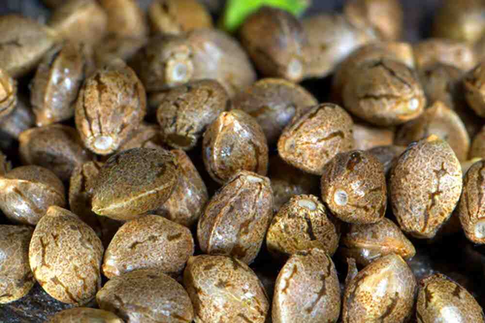 Comment faire germer des graines sans germinateur?