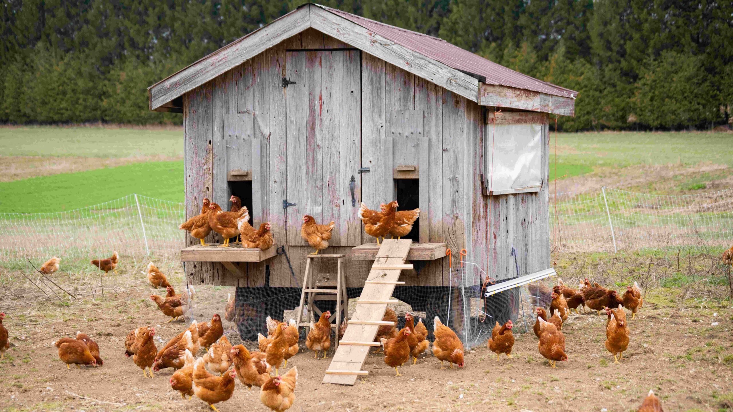 Comment faire une ferme de poulet maison?